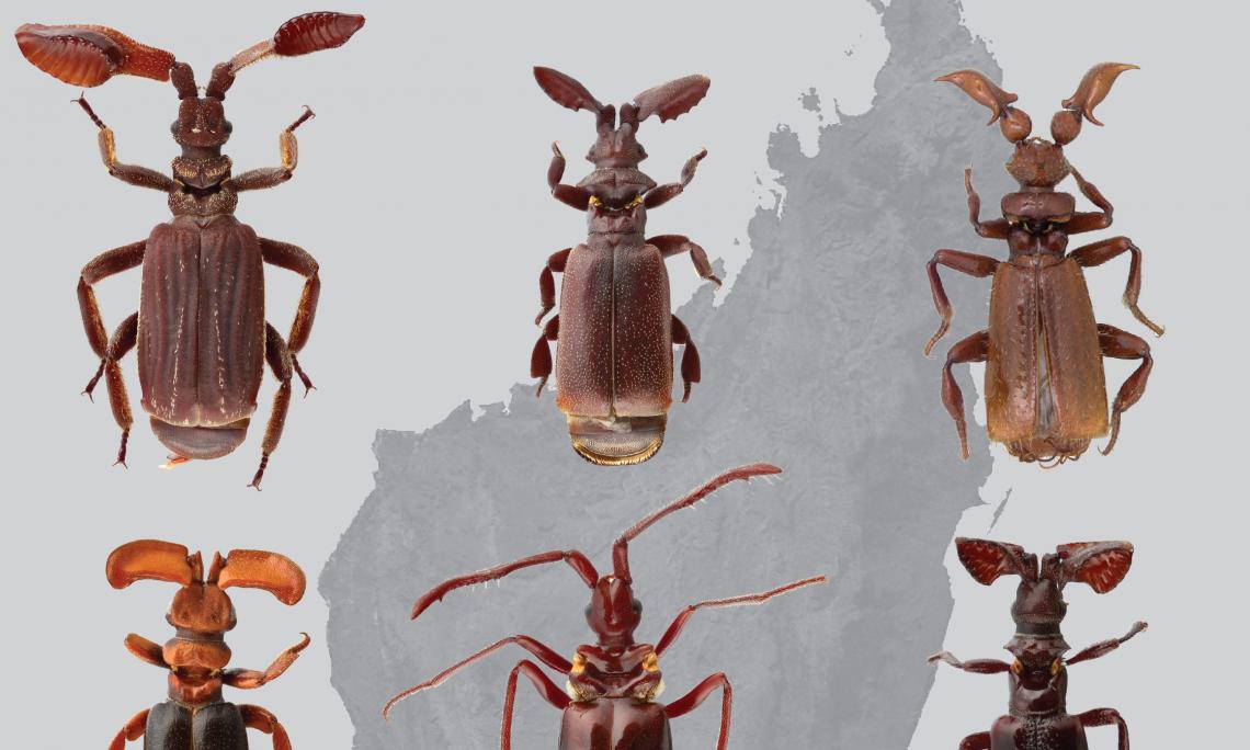 Ant-nest beetles from Madagascar Ant-nest beetles from Madagascar